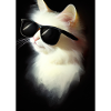 Katze mit Sonnenbrille