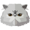 Katze