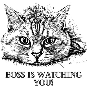 Cat is watching you