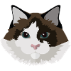 Katze