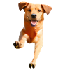 Chien
