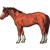 Pferde