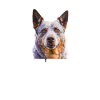 Bouvier australien