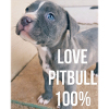 Pitbull Liebe