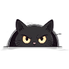 Curious Black Cat
