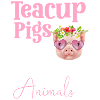 Teacup Pig Minipig Pet