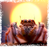 Jumping spider in the sunset