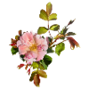 Fleur de rose rose délicate