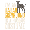 Lévrier italien Greyhound Chiens