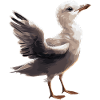 Baby Seagull Seabird