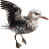 Baby Seagull Seabird