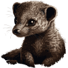 Baby Mongoose Mongoose