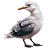 Baby Seagull Seabird