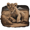 Lion Wildcat