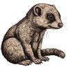 Baby Mongoose Mongoose