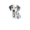Gifts for Dalmatian Lovers