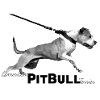 American Pitbull Terrier