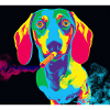 Smoking Dachshund