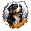 chien bouvier bernois