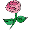 Pink Rose