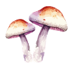 fungi