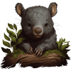 Wombat Baby Australia
