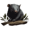 Wombat Baby Australie