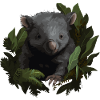 Wombat Baby Australia