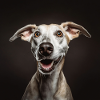 Hundeliebe - Portrait Hund
