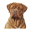 Bordeaux Dogge