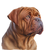 Bordeaux Dogge