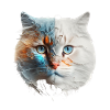 Chat