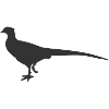 Pheasant