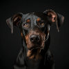 Portrait Cool Doberman