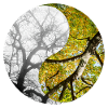 Yin et Yang des Saisons