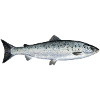 salmon