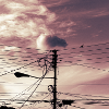 The bird on the cables