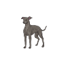 Lévrier italien Greyhound Chiens