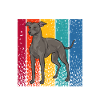 Lévrier italien Greyhound Chiens