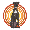 Italian Greyhound Greyhound Dogs
