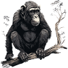 Chimpanzee monkey