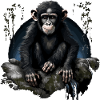 Chimpanzee Monkey Animal