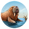 Walrus