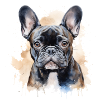 Cute French Bulldog