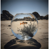 Fish in a waterglass