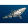 Azores Shark