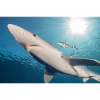 Azores Shark