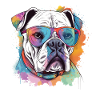 German boxer dog with sunglasses