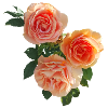 Peach Rose Bouquet