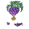Cœur d'Artichaut Violet